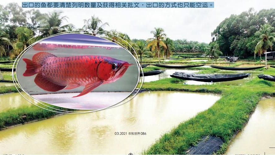 祥龍魚(yú)場(chǎng)：從柔佛州走向世界，熱帶觀(guān)賞魚(yú)養(yǎng)殖的領(lǐng)航者：從柔佛州走向世界，熱帶觀(guān)賞魚(yú)養(yǎng)殖的領(lǐng)航者