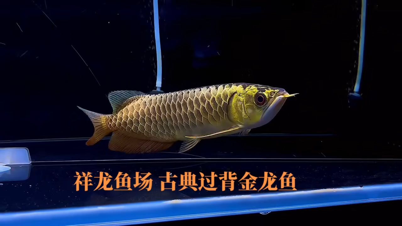 祥龍魚場古典過背金龍魚：古典過背金龍魚