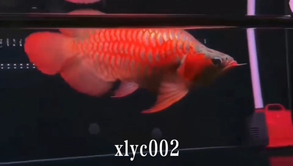 45CM大福龍紅龍：45cm大福龍紅龍，一種體型怪異且珍貴的龍魚(yú)品種