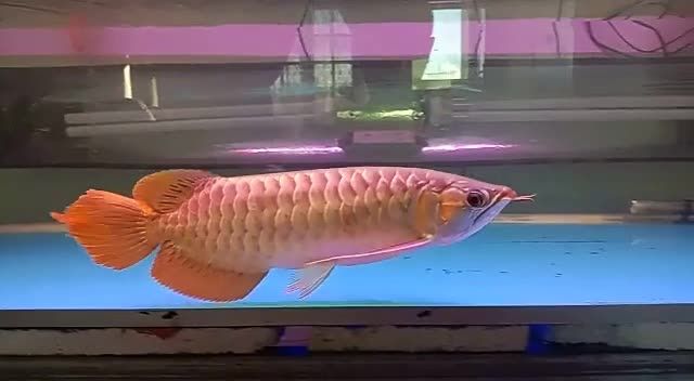 大湖紅龍魚來看看祥龍赫舞紅龍：大湖紅龍魚與祥龍赫舞