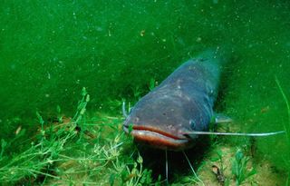 龍魚生長過程：龍魚在孵化后的幾天會發(fā)生什么變化？ 水族問答 第1張