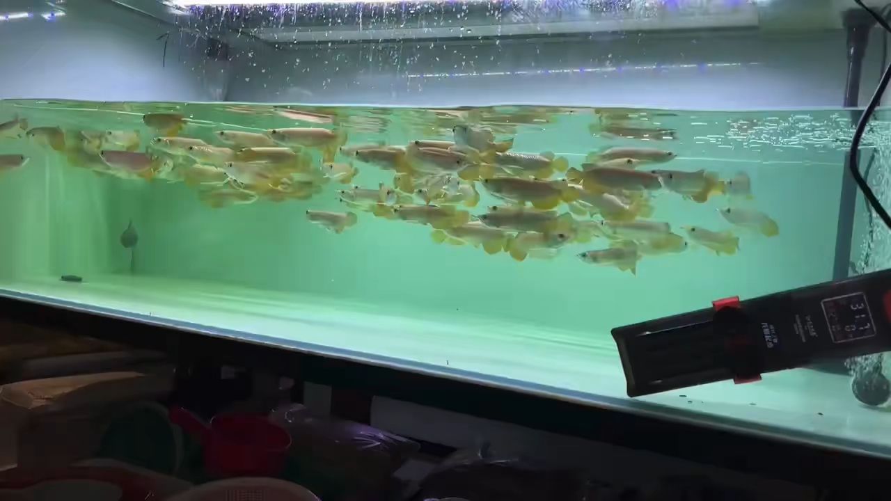 兩缸小高背金龍魚等您來拿貨：兩缸小型金龍魚