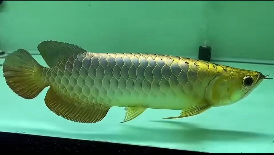 祥龍魚場的藍底過背金龍魚：祥龍魚場的藍底過背金龍魚對其生態(tài)習(xí)性和繁殖行為進行了探討