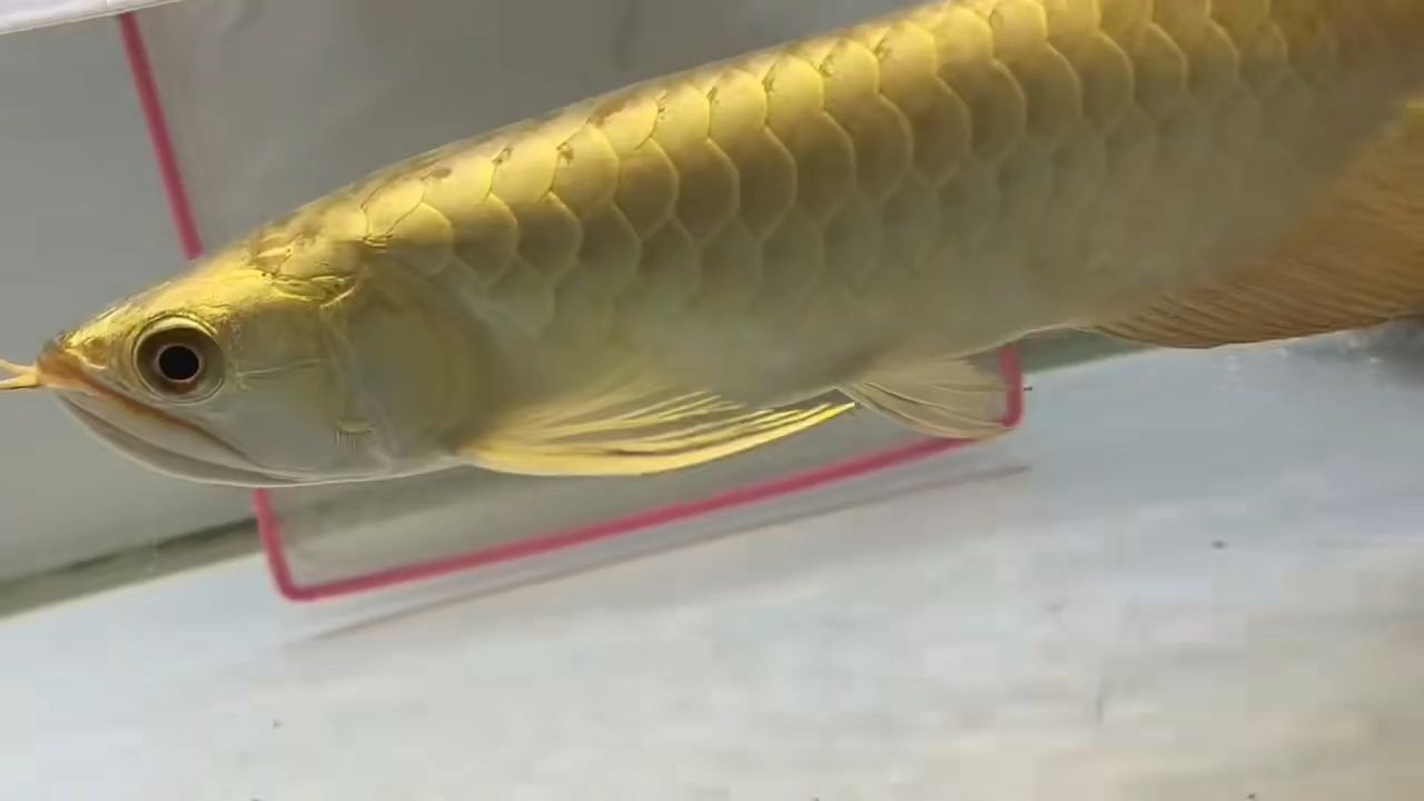 炮頭全盔全金過背金龍魚：“炮頭全盔全金過背金龍魚” 金龍魚