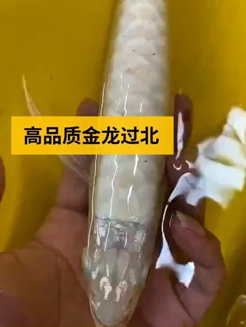 高品級過背金龍魚：高品品級過背金龍魚 金龍魚