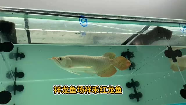 高端紅龍魚祥龍祥禾小紅龍：祥龍祥禾小紅龍 紅龍魚