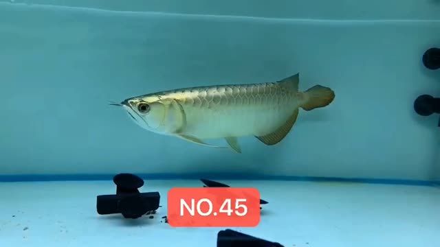 高端藍底過背金龍魚藍珀金龍魚20250831：20250831高端藍底過背金龍魚20250831