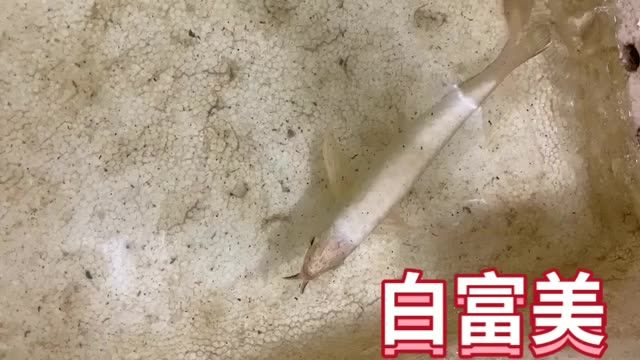 白富美賽級金龍魚：白富美賽級金龍魚是一種在外觀和品質(zhì)上均達到一定標(biāo)準的觀賞魚