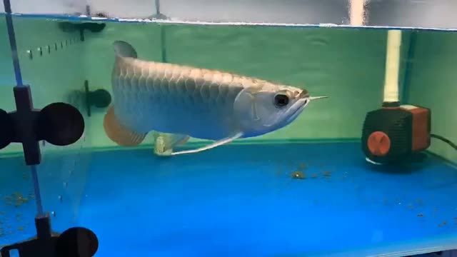 賽級金龍魚可以參加龍魚比賽：賽級金龍魚可以參加龍魚比賽嗎