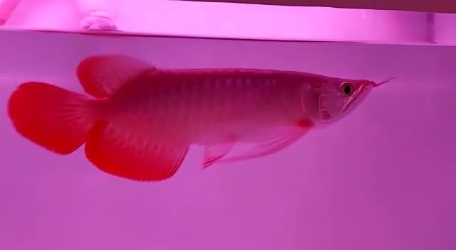 30CM大湖紅龍魚(yú)，漂亮到你521無(wú)女友：30cm大湖紅龍魚(yú)，漂亮到你521