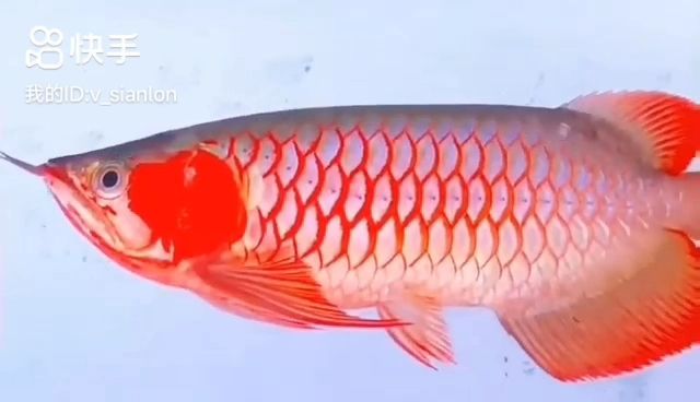 三只白玉紅龍魚欣賞：三只白玉紅龍魚