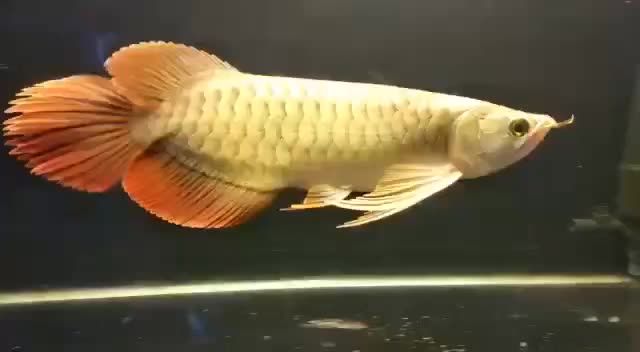 芭蕉扇尾牛逼紅龍魚：美麗的芭蕉扇尾牛逼紅龍魚 紅龍魚