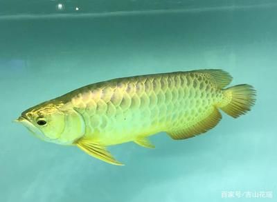 龍魚(yú)食量小吃食不兇猛：如何控制龍魚(yú)的食性，使其既能保持健康又不過(guò)于兇猛 水族問(wèn)答 第2張