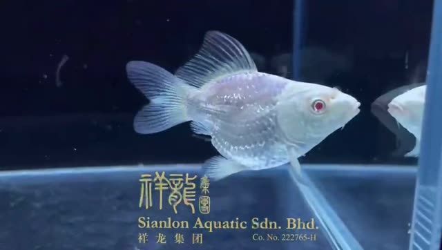 紅眼蝴蝶鯉魚(yú)：紅眼蝴蝶鯉魚(yú)是一種獨(dú)特的魚(yú)類