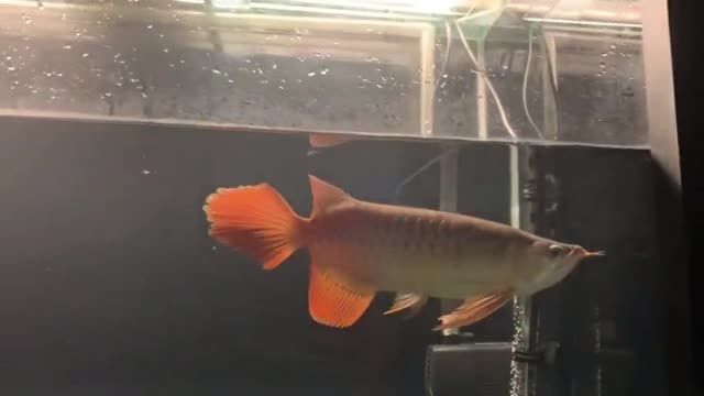 大湖紅龍魚20251705：大湖紅龍魚