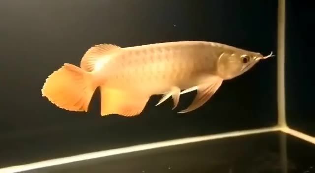 大湖紅龍魚視頻：大湖紅龍魚視頻展示了一條體型龐大、色彩鮮艷的紅色魚類在湖水中暢游