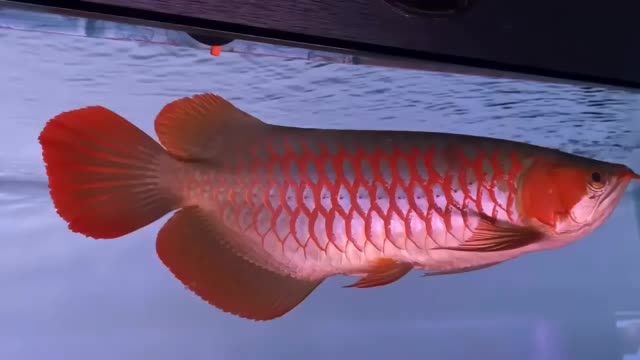 47公分紅龍魚(yú)：47公分高的公分紅龍魚(yú)