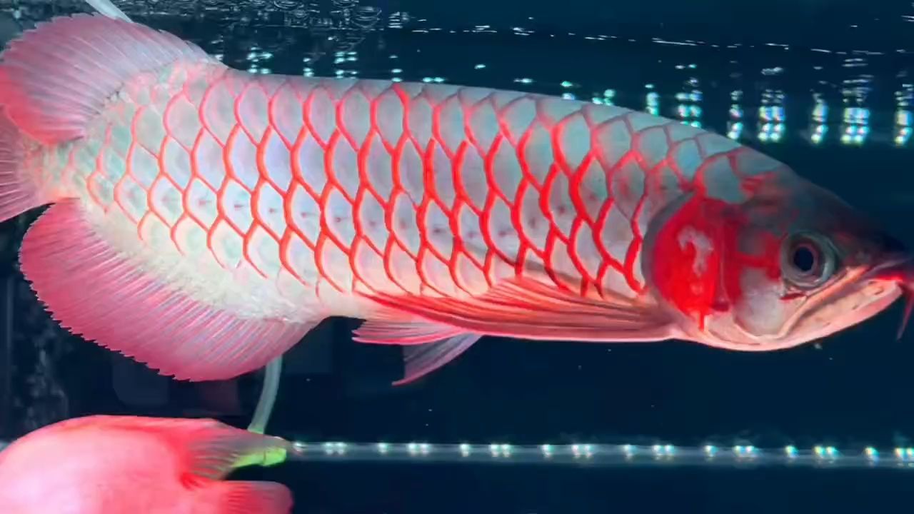 35公分印尼ID超血紅龍魚(yú)：35公分印尼id超血紅龍魚(yú) 紅龍魚(yú)