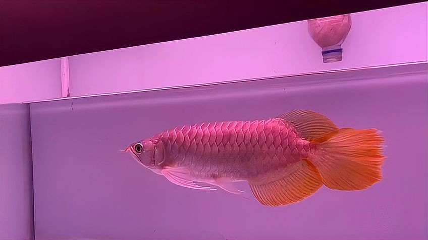 2023大湖紅龍魚：2023大湖紅龍魚2023 混養(yǎng)魚（配魚）