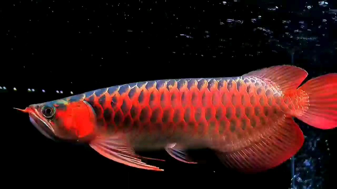 46cm超血紅龍魚2025：2025年“超血紅龍魚”新魚類引起公眾關(guān)注