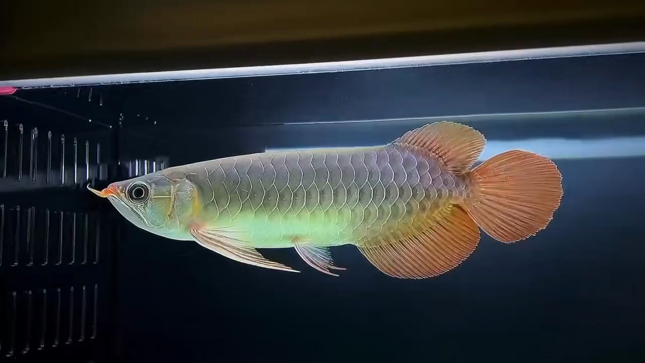 30公分綠皮辣椒紅龍魚：30公分綠皮辣椒紅龍魚紅龍魚 紅龍魚