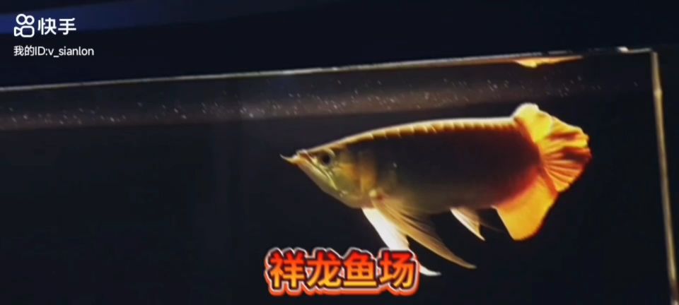 極品大湖之大湖紅龍魚：大湖紅龍魚的養(yǎng)殖技術和管理方法