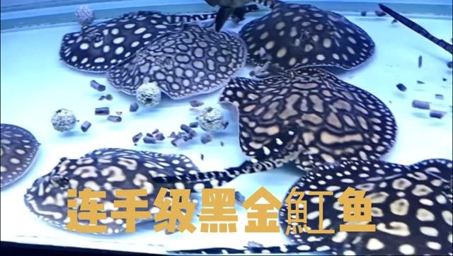 練手黑金魟魚適合魟魚愛(ài)好者的新手玩家：練手黑金魟魚愛(ài)好者的新手玩家可以更好地了解如何飼養(yǎng)和照顧