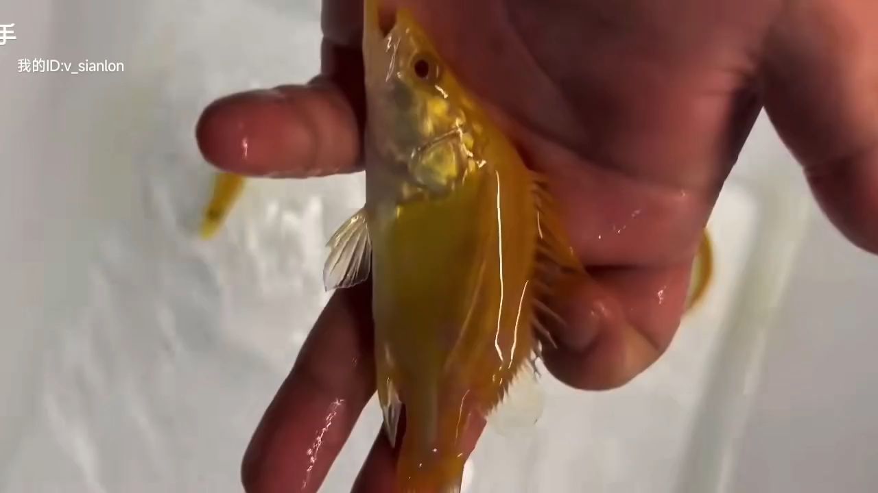 赤焰中國虎：【赤焰中國虎】赤焰中國虎 虎魚