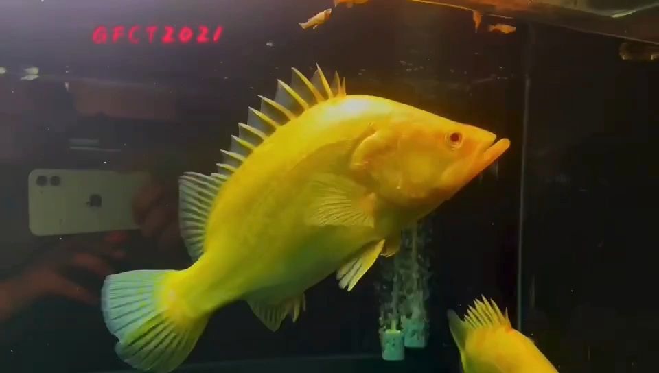 赤焰中國虎魚：赤焰中國虎魚的飼養(yǎng)方法