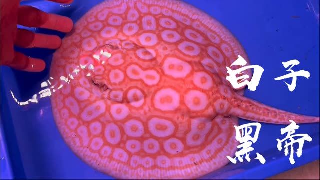 白子黑帝王魟魚預(yù)備種公：白子黑帝王魟魚預(yù)備種公對(duì)于養(yǎng)殖業(yè)來(lái)說(shuō)具有重要的經(jīng)濟(jì)價(jià)值和生態(tài)意義 魟魚