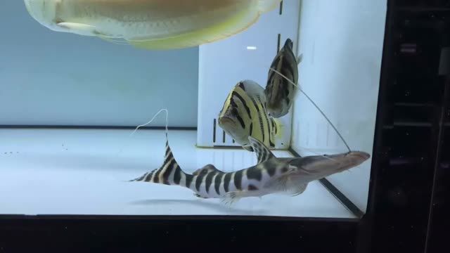 白子銀龍+虎魚+斑馬鴨嘴魚：白子銀龍vs虎魚+斑馬鴨嘴魚 虎魚