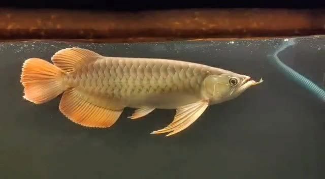 大湖紅龍魚2020091501：大湖紅龍魚2020年9月15日出生于中國的龍魚