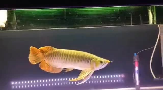 下掛牛逼紅龍魚：下掛牛逼紅龍魚——新型魚類