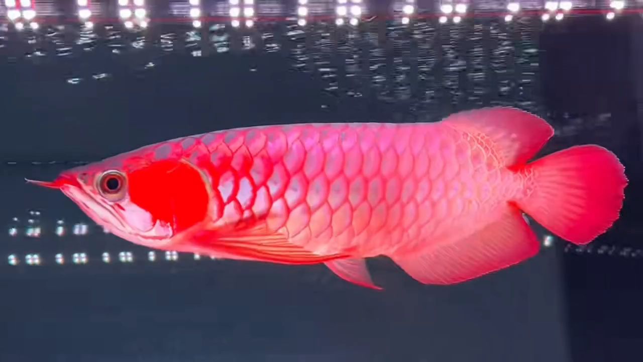 30多公分（37cm）超血紅龍魚：印尼超血紅龍魚