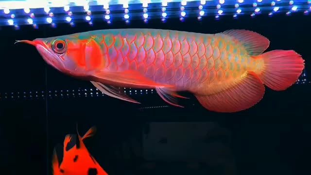 36公分辣椒紅龍魚：36公分辣椒紅龍魚以其鮮艷的紅色鱗片和強壯的體魄