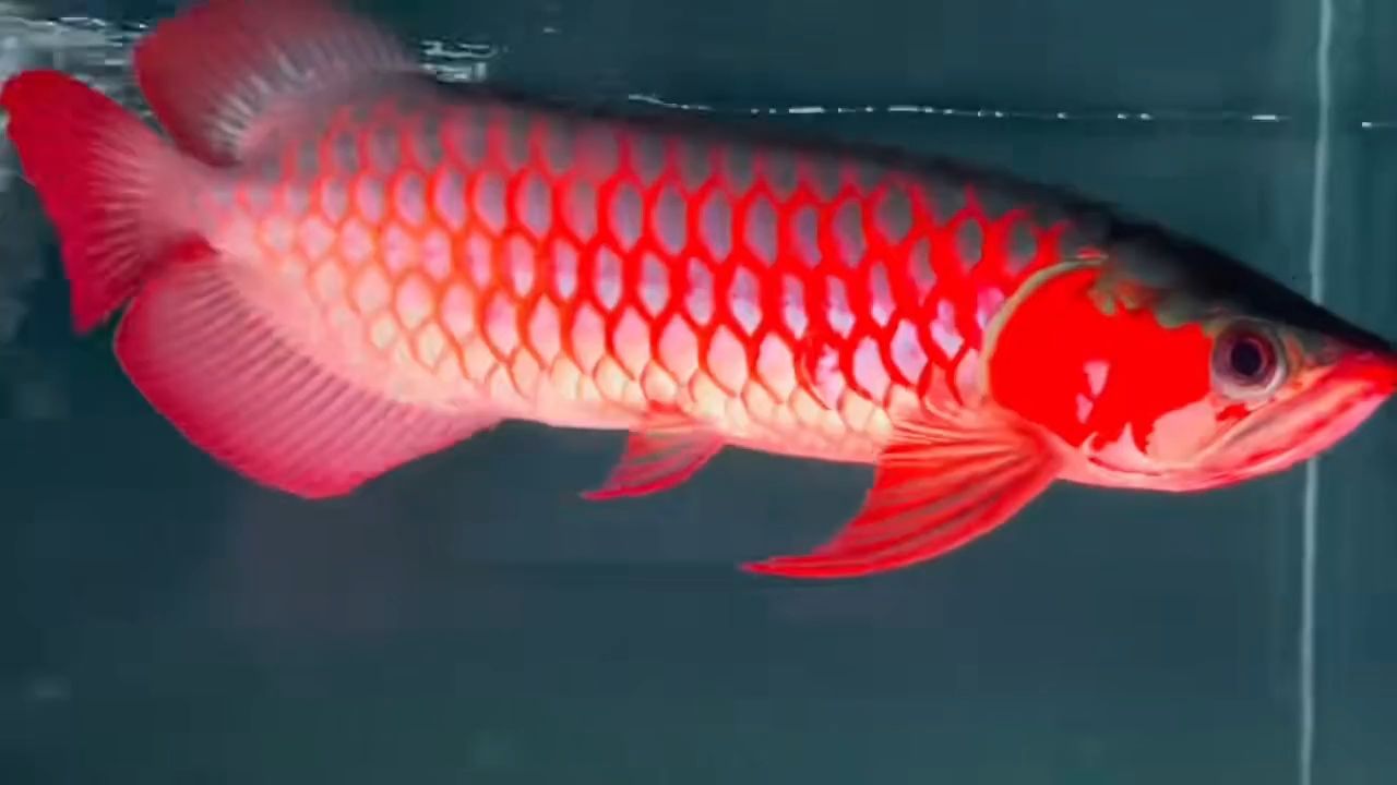 超血紅龍魚（胸鰭過腹，飄逸七鰭）：超血紅龍魚胸鰭過腹，飄逸七鰭