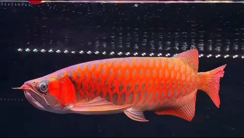 47-48公分鯊魚嘴鼓喉戰(zhàn)車紅龍魚：動物圖集：紅龍魚