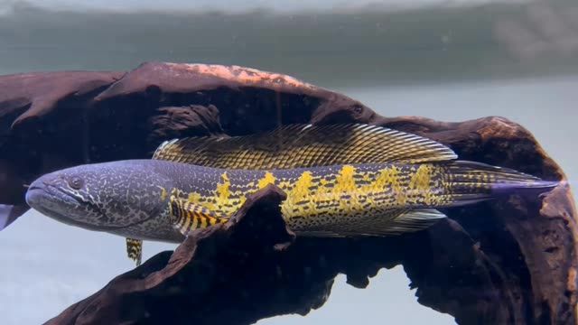 黃金眼鏡蛇雷龍魚欣賞：美麗的黃金眼鏡蛇雷龍魚 混養(yǎng)魚（配魚）