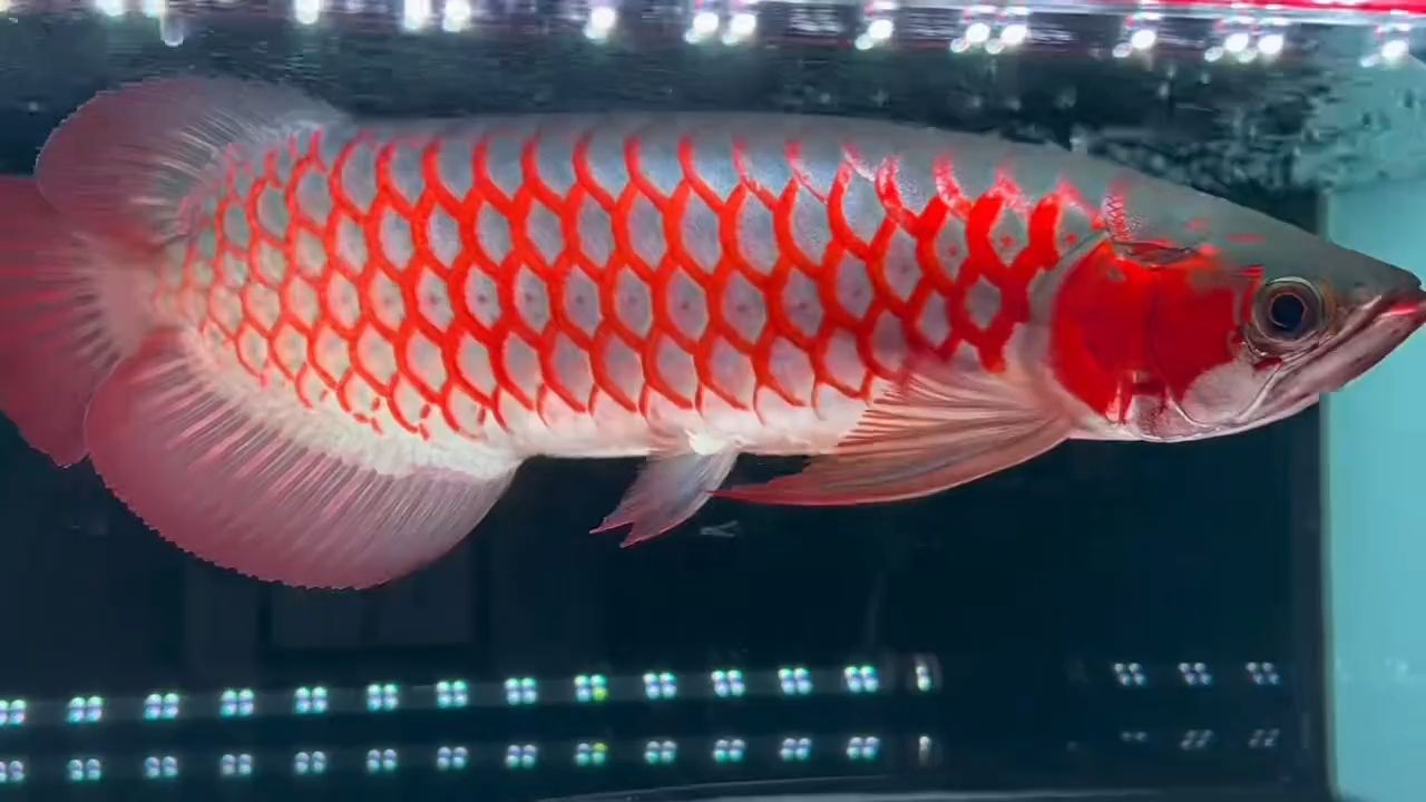 超血紅龍魚37CM：海洋觀賞魚市場上的一種受歡迎的超血紅龍魚37cm