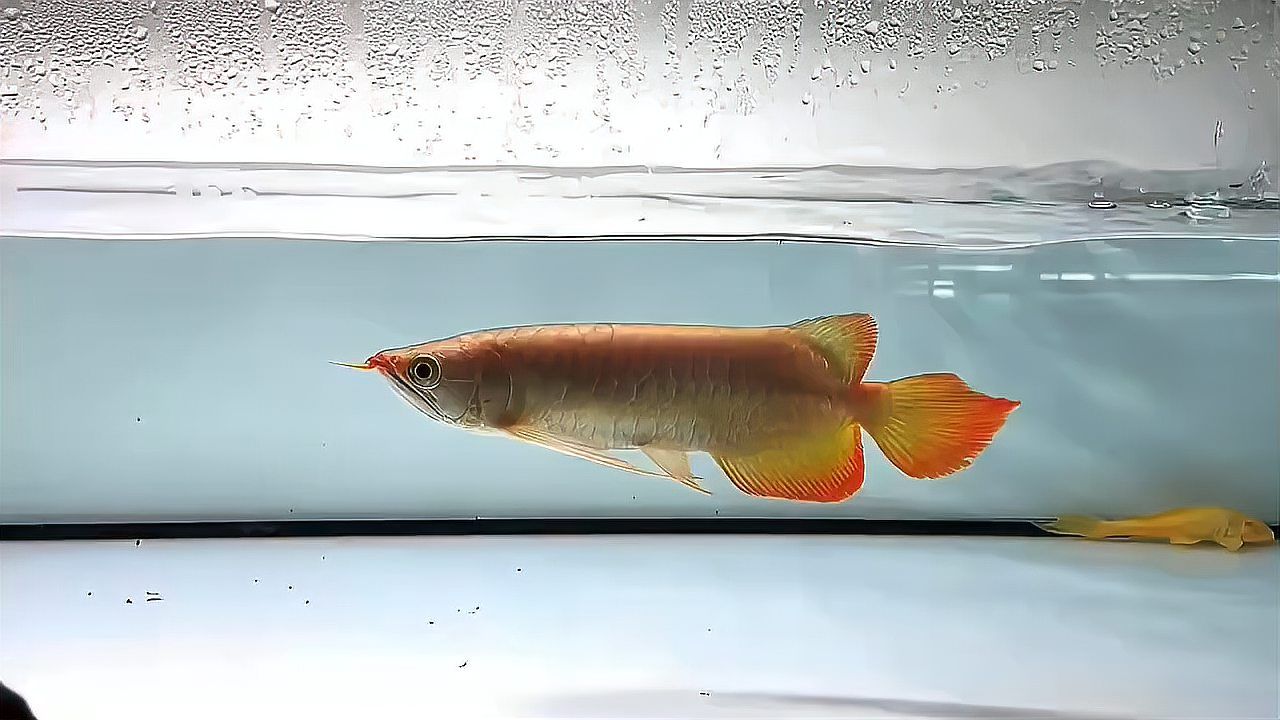 大湖紅龍魚，印尼龍魚漁場自選：大湖紅龍魚是印尼龍魚漁場自選的一種魚類