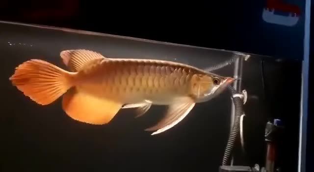 大湖紅龍魚(yú)大鰭大尾：大湖紅龍魚(yú)以其顯著的體型特征而著名