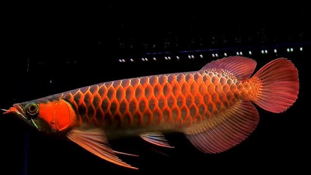 40cm大紅龍魚(yú)：40cm大紅龍魚(yú)魚(yú)