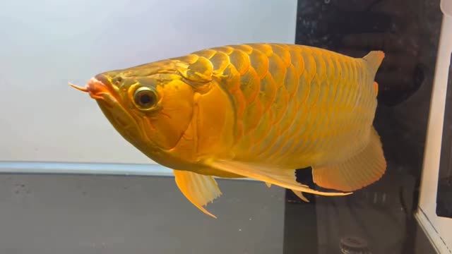 60公分大紅龍魚(yú)2022：60公分大紅龍魚(yú)霸氣大肥龍