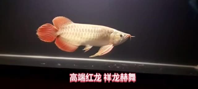 印尼魚(yú)場(chǎng)直選祥龍赫舞紅龍魚(yú)：印尼魚(yú)場(chǎng)直選祥龍赫舞紅龍魚(yú)，