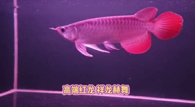 高端紅龍魚祥龍赫舞：紅龍魚不僅能美化水族箱，還能為養(yǎng)殖者帶來樂趣和成就感