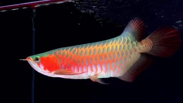 綠底辣椒紅龍魚(yú)：綠底紅龍魚(yú)