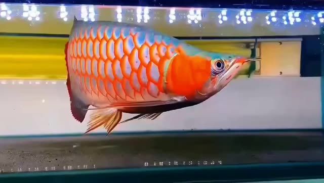 超血翹頭極品紅龍魚：超血翹頭極品紅龍魚是一種珍稀的觀賞魚類