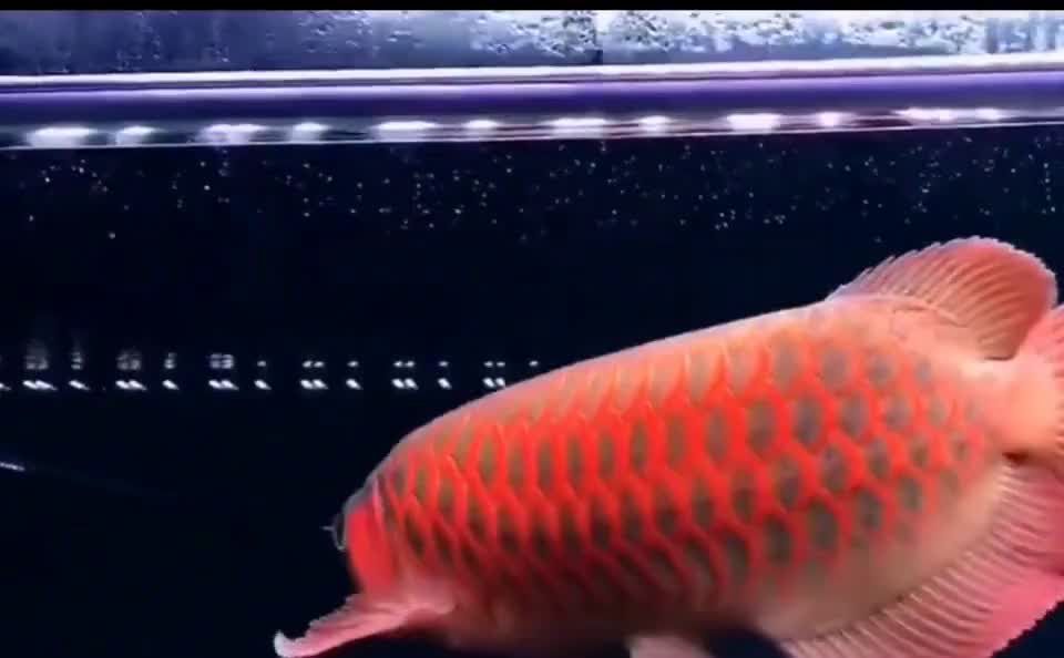 祥龍魚場研發(fā)紅龍魚增色飼料,助你擁有最艷麗的紅龍魚：祥龍魚場研發(fā)紅龍魚增色飼料