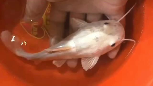 祥龍魚場獨(dú)家黃金貓魚各尺寸都有：祥龍魚場提供各種尺寸的黃金貓魚包括大、中和小號