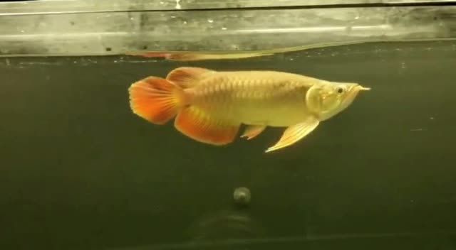 大湖紅龍魚2020111702：關于大湖紅龍魚的信息